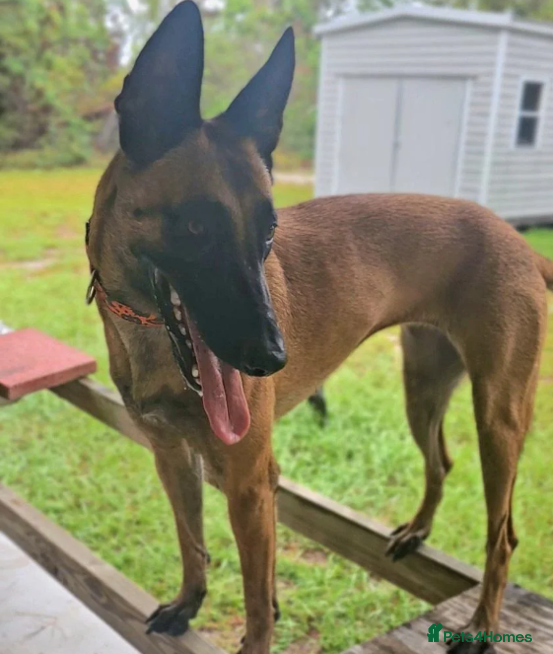 Belgian Shepherd Dog dogs for sale: 5 month Female Belgian mally - Image 5
