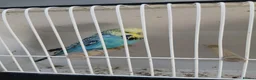 Budgerigars birds for sale: Budgerigars - Advert 10