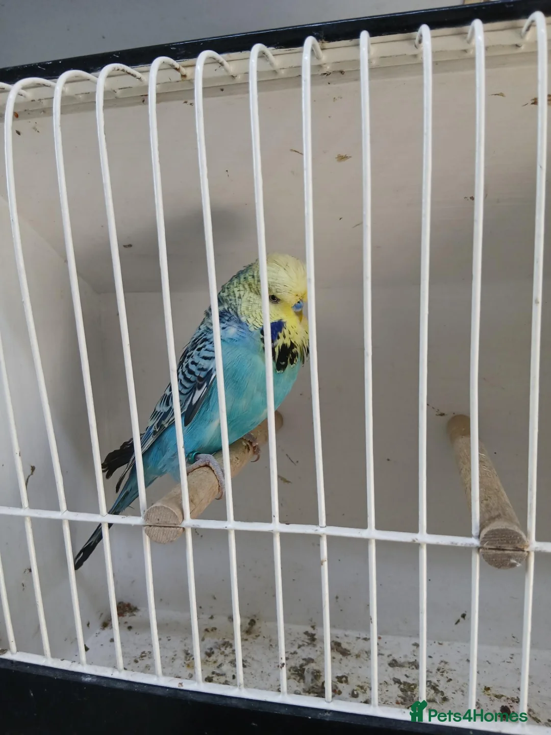 Budgerigars birds for sale: Budgerigars - Advert 10