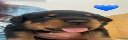 Rottweiler dogs for sale: Champion German Rottweiler Puppies - Advert 28