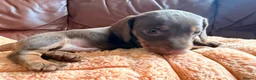 Miniature Dachshund dogs for sale: Miniature Dachshund Puppies - Advert 5