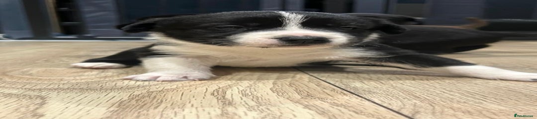 Mixed Breed Puppy 1