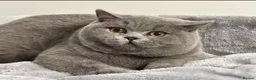 British Shorthair cats for sale: Beautiful Champion Female - Advert 2
