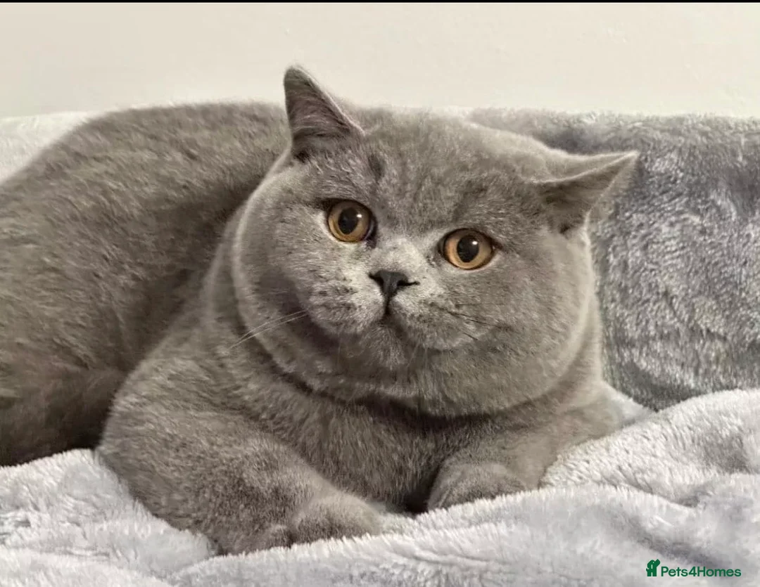 British Shorthair cats for sale: Beautiful Champion Female - Advert 2