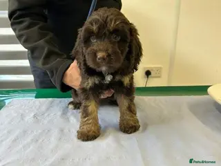 Cockapoo dogs F1 Cockapoo puppies - Advert 7