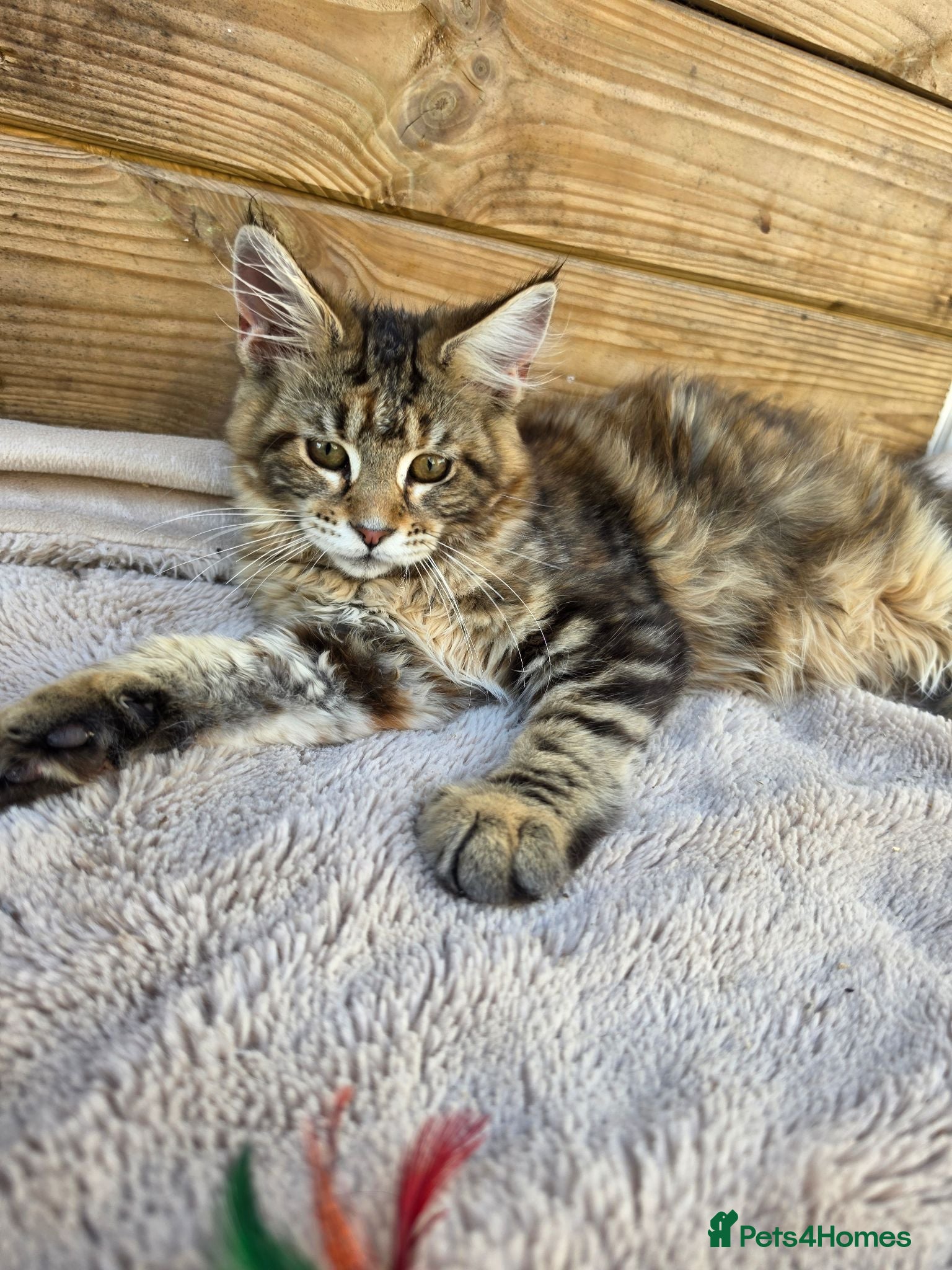 Maine Coon cats Maine Coon Kittens  - Advert 1