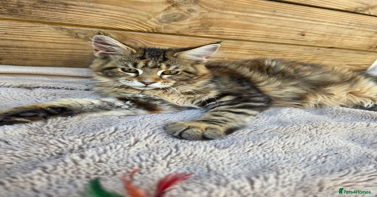 kittens-for-sale-in-devon-pets4homes