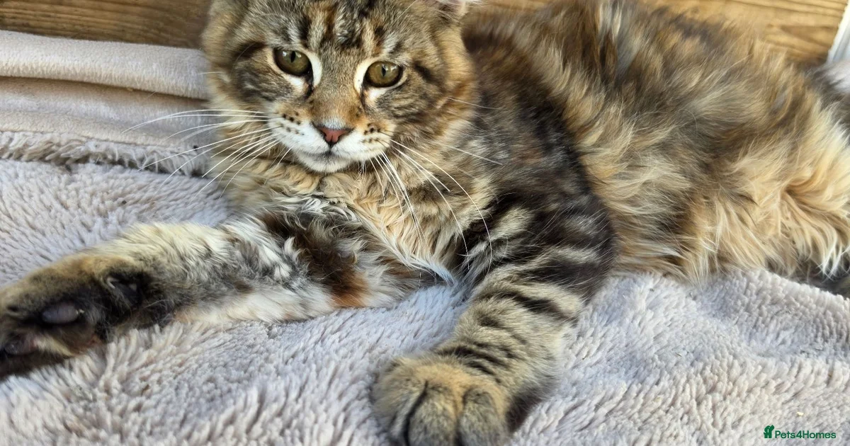Kittens For Sale In Devon Pets4Homes kittens-for-sale-in-devon-pets4homes