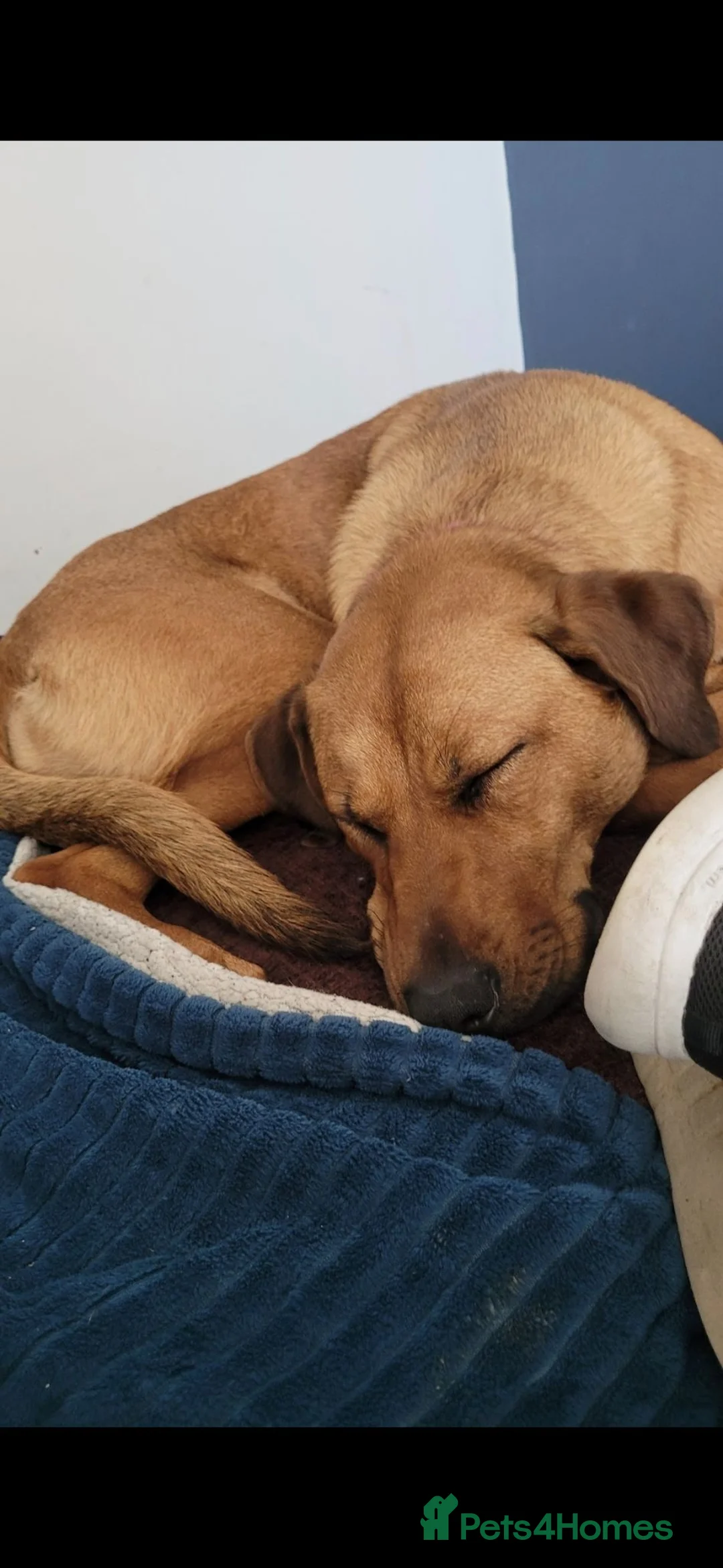 Mixed Breed dogs for sale: Luna dog - Advert 2