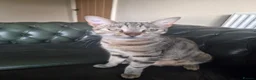 Bengal cats for sale: 3 beautiful bengal girls. - Advert 14