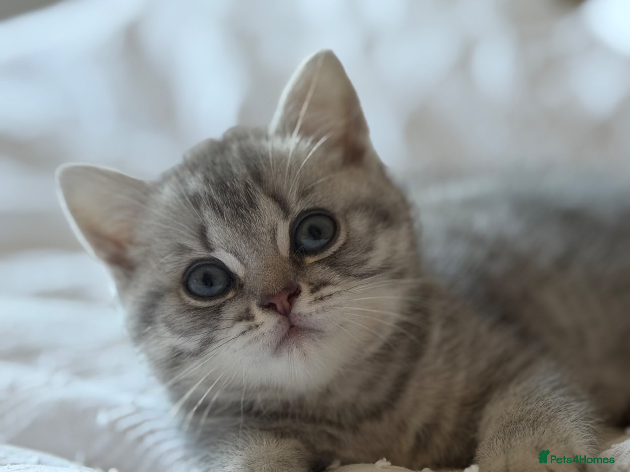 British Shorthair cats One in a million - Advert 1