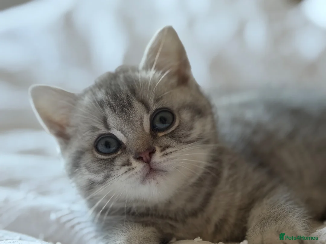 British Shorthair cats for sale: One in a million - Advert 1