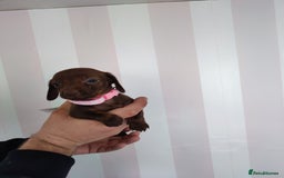 Dachshund dogs for sale: Adorable miniature dachshunds - Image 9