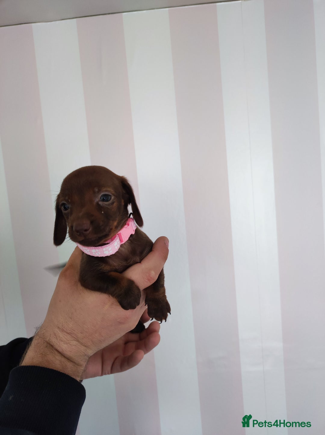 Dachshund dogs for sale: Adorable miniature dachshunds - Image 9