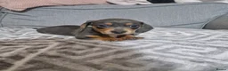 Miniature Dachshund dogs for sale: Rare Color Miniature Dachshunds-Dapple, Blue & Tan in Northwich - Advert 3