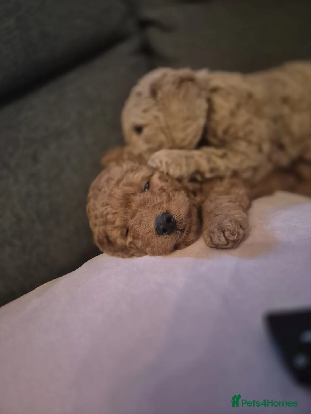 Poochon dogs for stud: Poochon stud. - Advert 3