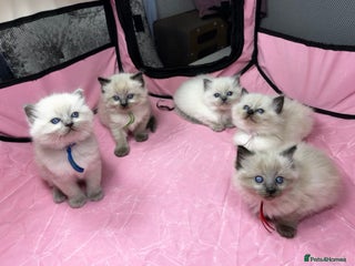 Ragdoll cats Ragdoll kittens blue point and seal point - Advert 7