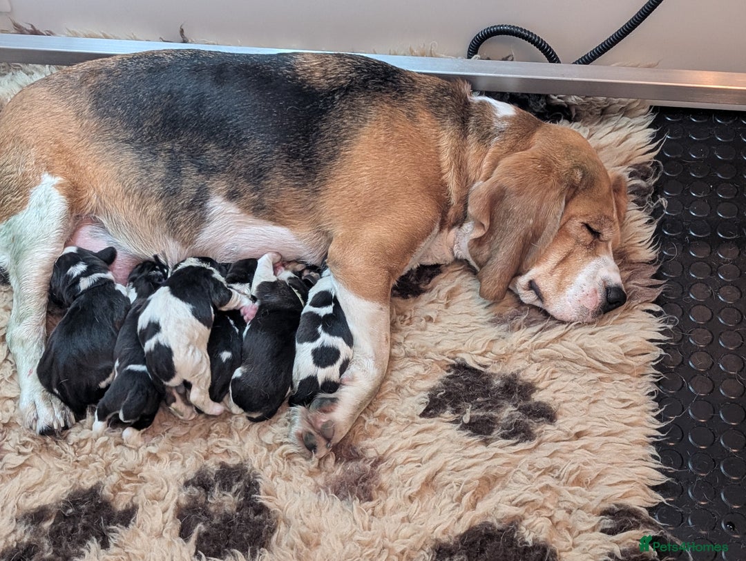 Beagle dogs for sale: Champion show line beagle puppies  - Advert 4