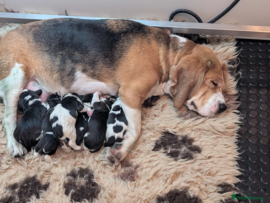 Beagle dogs for sale: Champion show line beagle puppies  - Advert 4