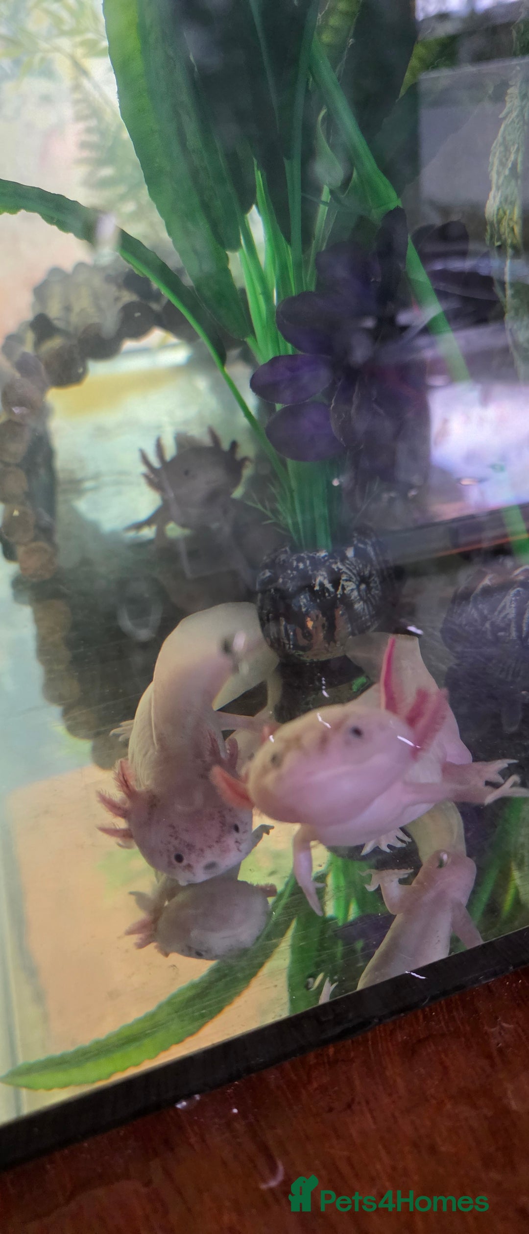 Axolotl reptiles for sale: 4 young Axolotls. Three leucistic/ one wild type.  - Advert 2