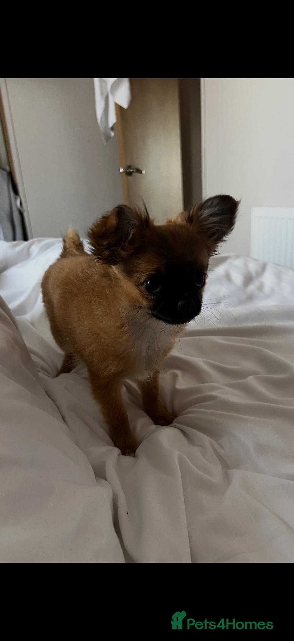 Pomchi dogs Pomchi Penny  - Advert 4