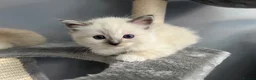Ragdoll cats for sale: Beautiful Ragdoll Kittens in Milton Keynes - Advert 22