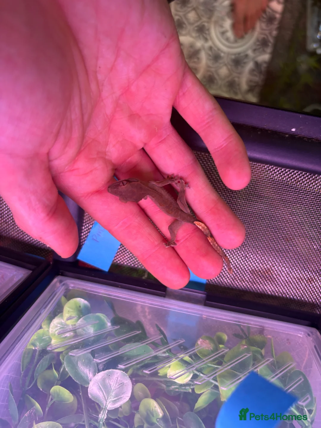 Gecko reptiles for sale: Mixed crested gecko babies  - Advert 12