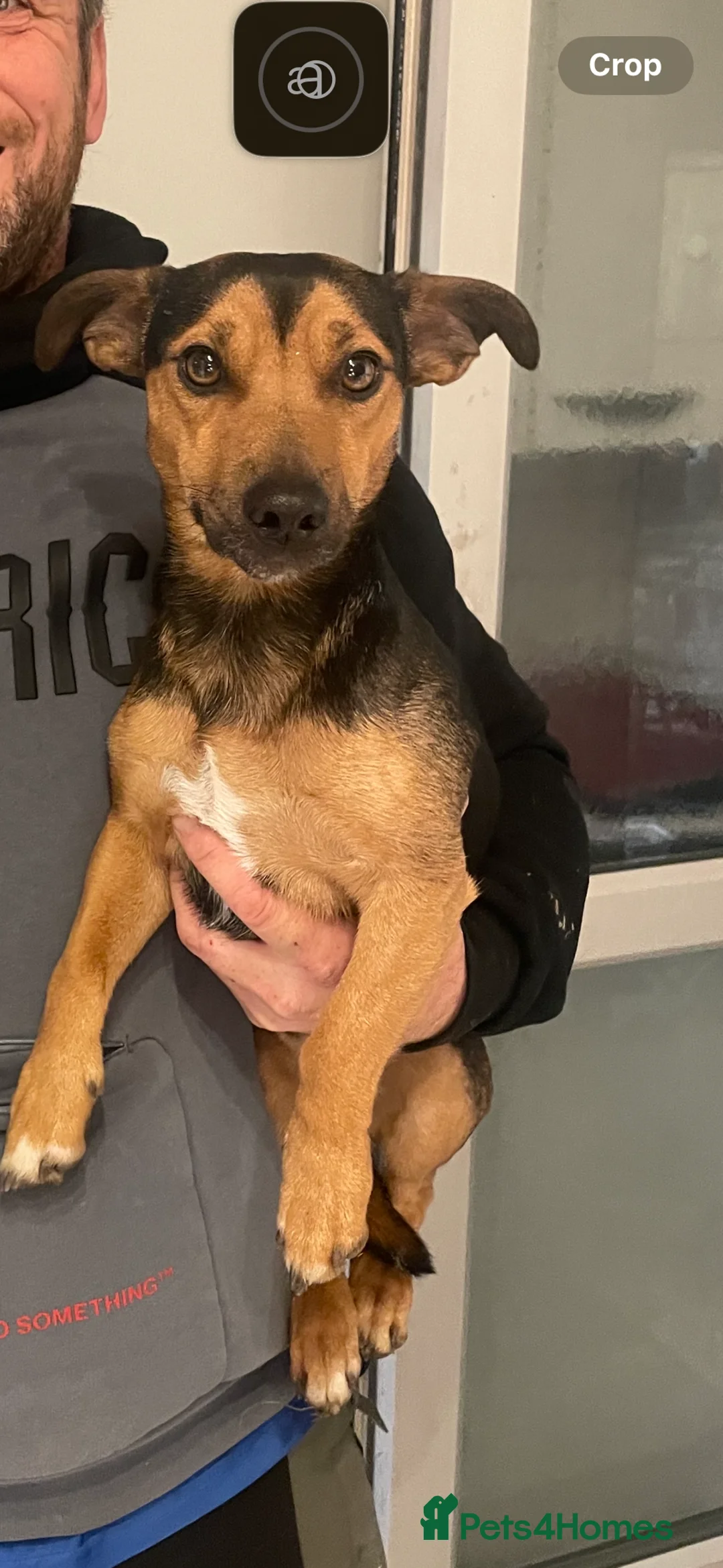 Jack Russell dogs for stud: Tank son of Louis of much wenlock  - Advert 6