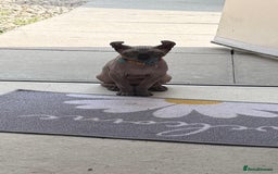 Sphynx cats for sale: Sphynx - Image 8