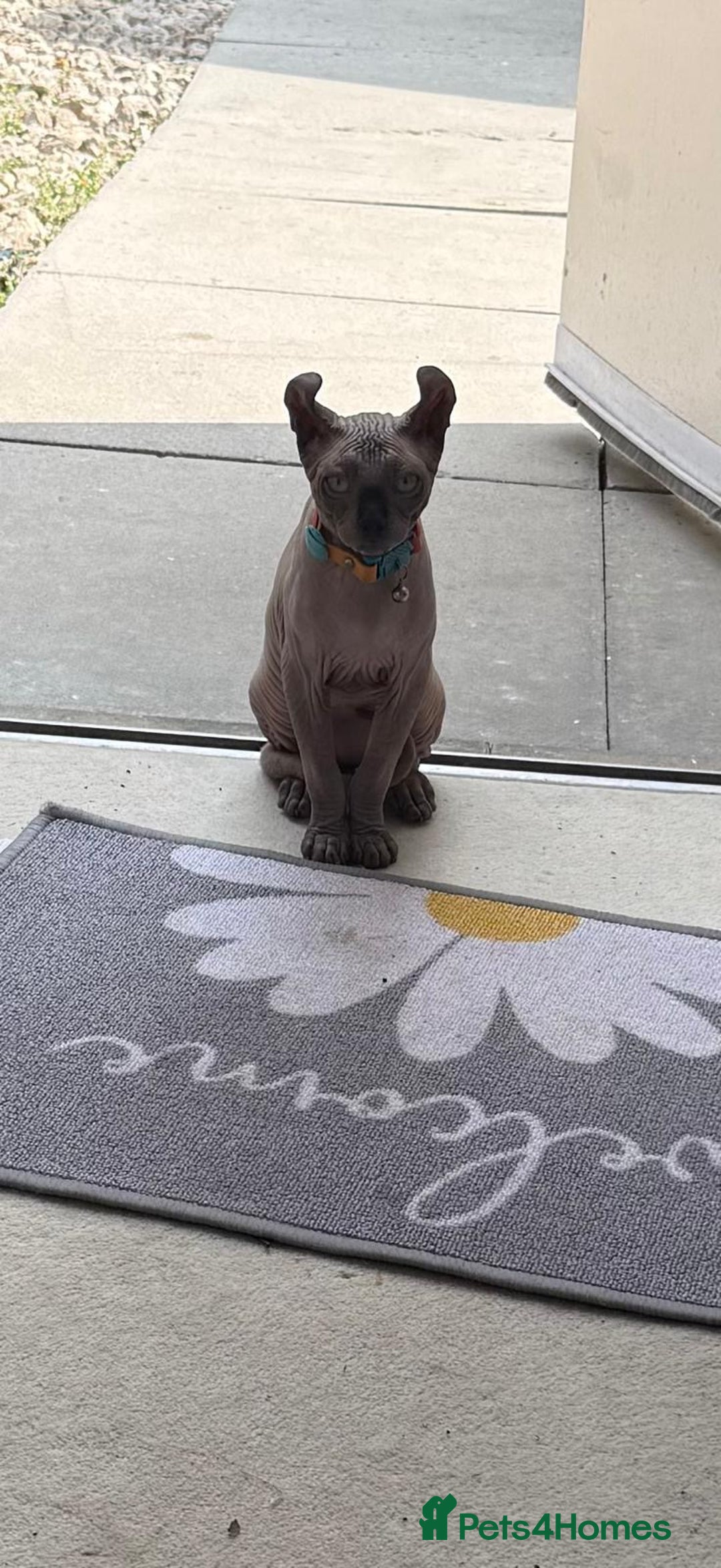 Sphynx cats for sale: Sphynx - Image 8