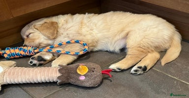 Golden Retriever dogs - Advert 1