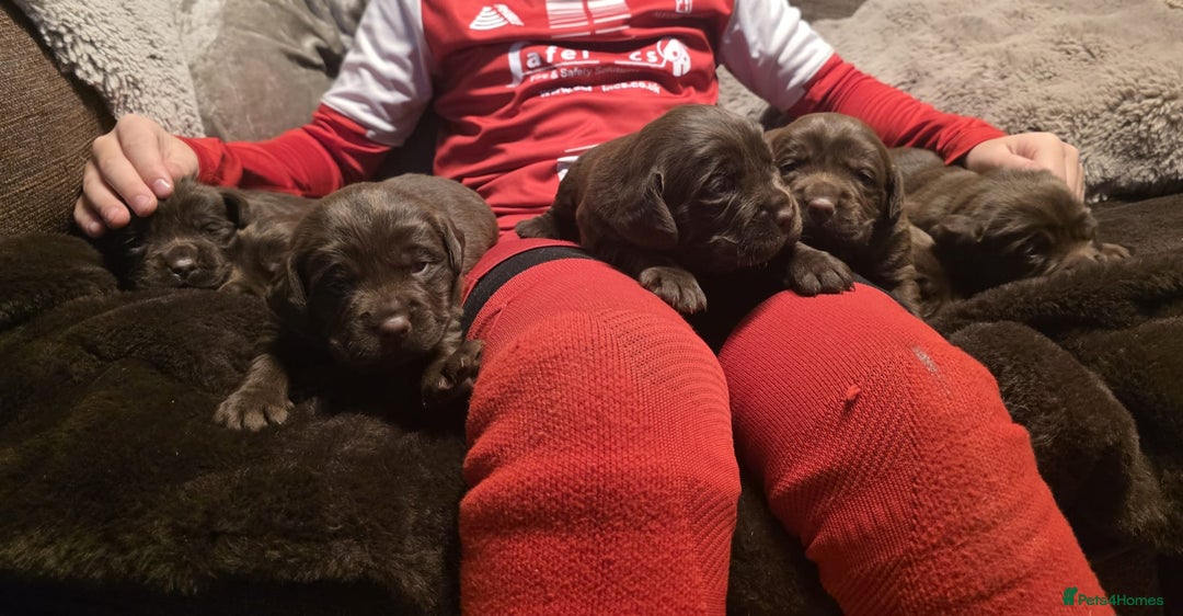 Cockerdor dogs for sale: Chocolate F1 cockerdor puppies  - Advert 2