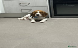 Beagle dogs for sale: Bingo  - Image 4