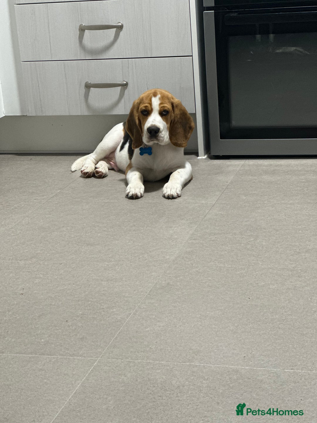 Beagle dogs for sale: Bingo  - Image 4