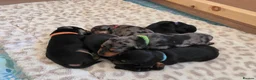 Jackshund dogs for sale: Dapple and black and tan Jackshund puppies - Advert 11