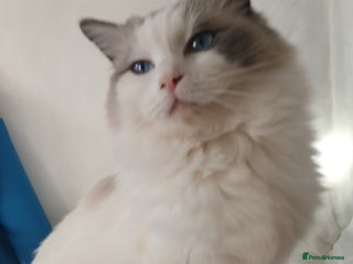 Ragdoll cats Blue bicolour Ragdoll - Advert 1