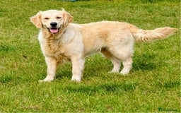 Golden Retriever dogs for sale:  Beautiful Golden Retriever girl, Honey. - Image 2