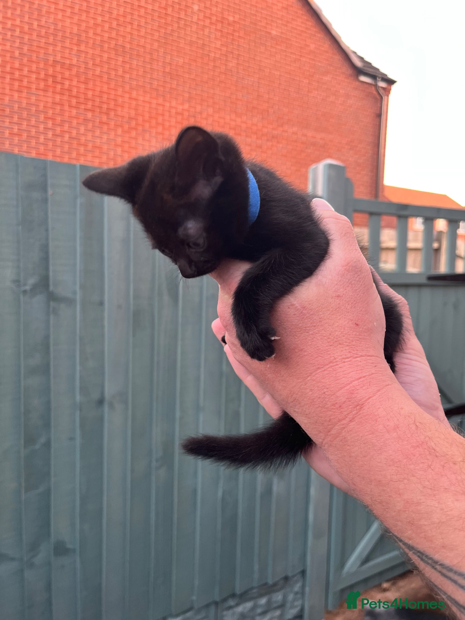 Domestic Shorthair cats 2x boys 2x girls - Advert 6