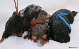 Cavapoo dogs for sale: Extensively health tested very rare F1 Cavapoos - Image 9