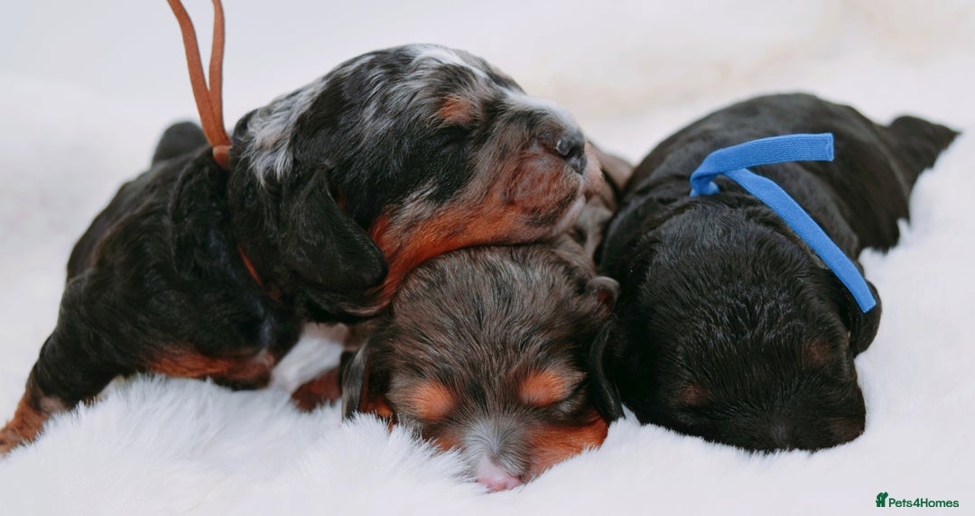Cavapoo dogs for sale: Extensively health tested very rare F1 Cavapoos - Image 9