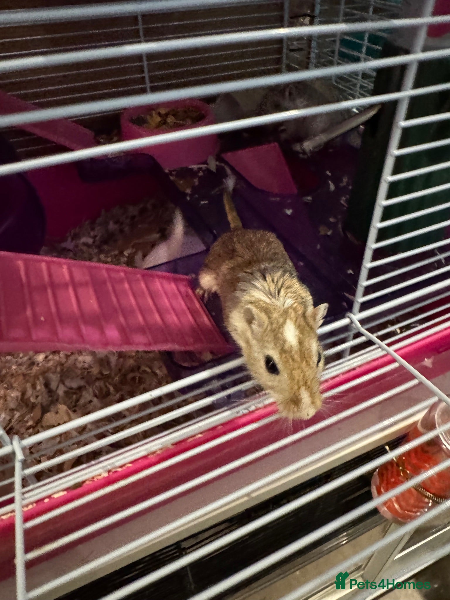 Gerbil rodents 3 Female Gerbils looking for a home - Advert 5