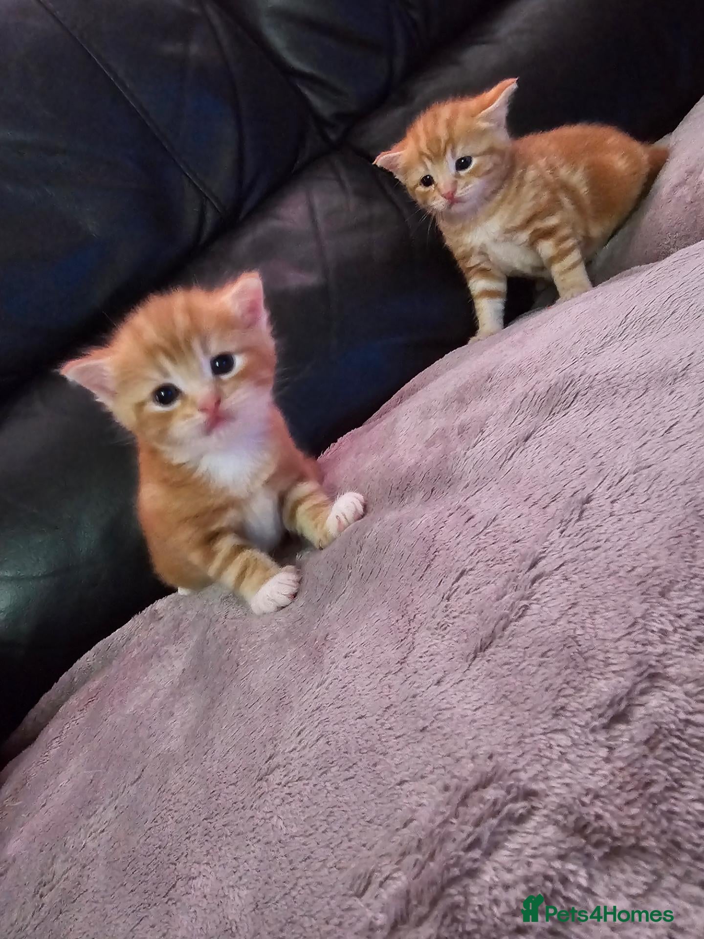 Domestic Shorthair cats 2 kittens for sale. - Advert 1