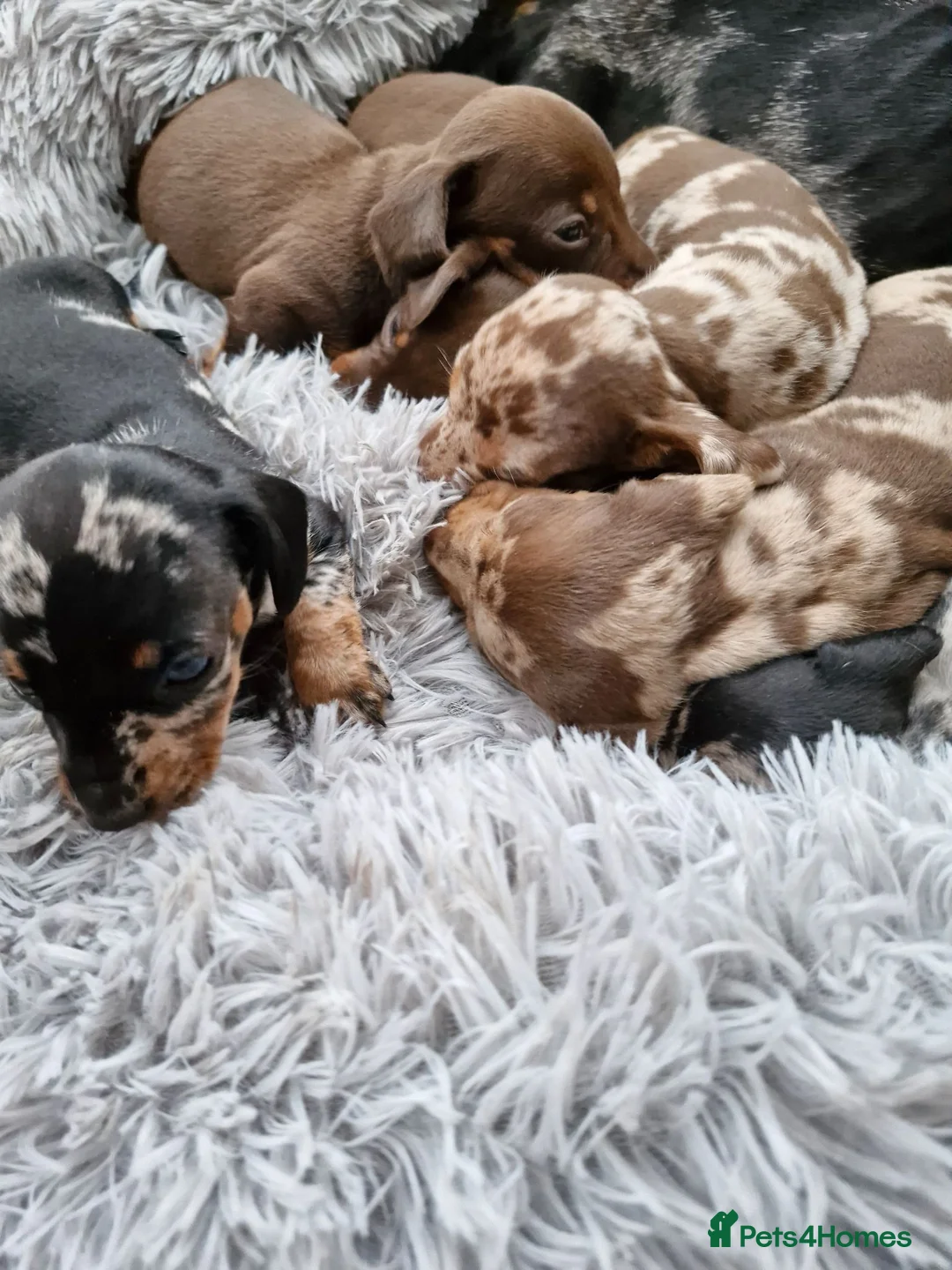 Miniature Dachshund dogs for sale: Miniature dachshund puppies  in Gloucester - Advert 2