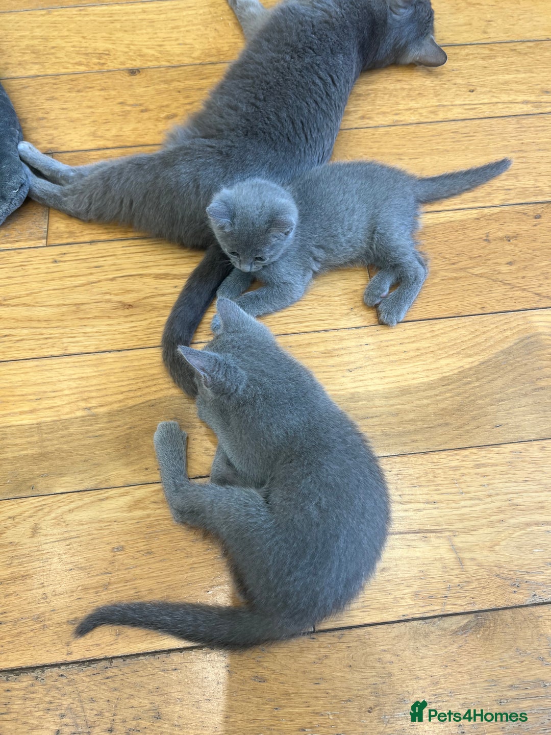 Russian Blue cats for sale: 😻😻The most adorable Russian blue kitten for sale - Image 4