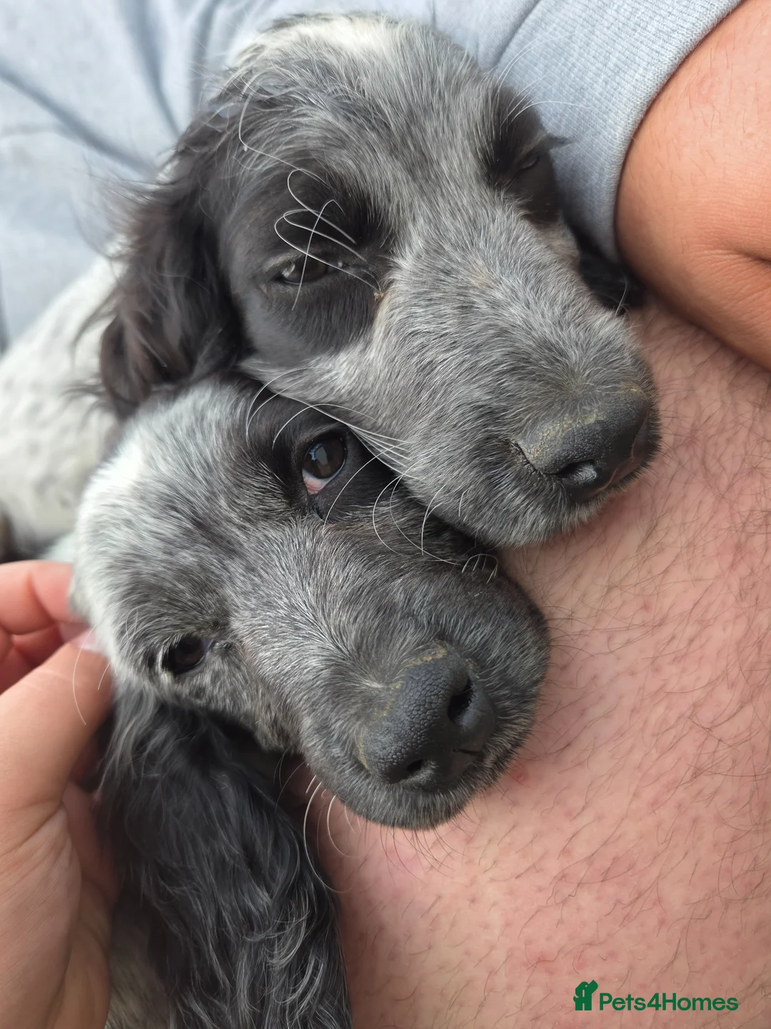 Cocker Spaniel dogs for sale: ❗️5 beautiful cocker spaniel puppies❗️🥰 - Advert 1