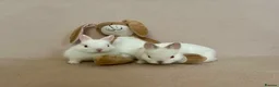 Netherland Dwarf rabbits for sale: 🐇 Netherland Dwarf Babies 🐇 - Advert 5