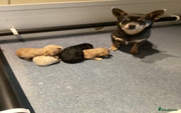 Chipoo dogs for sale: Chipoo - Advert 9