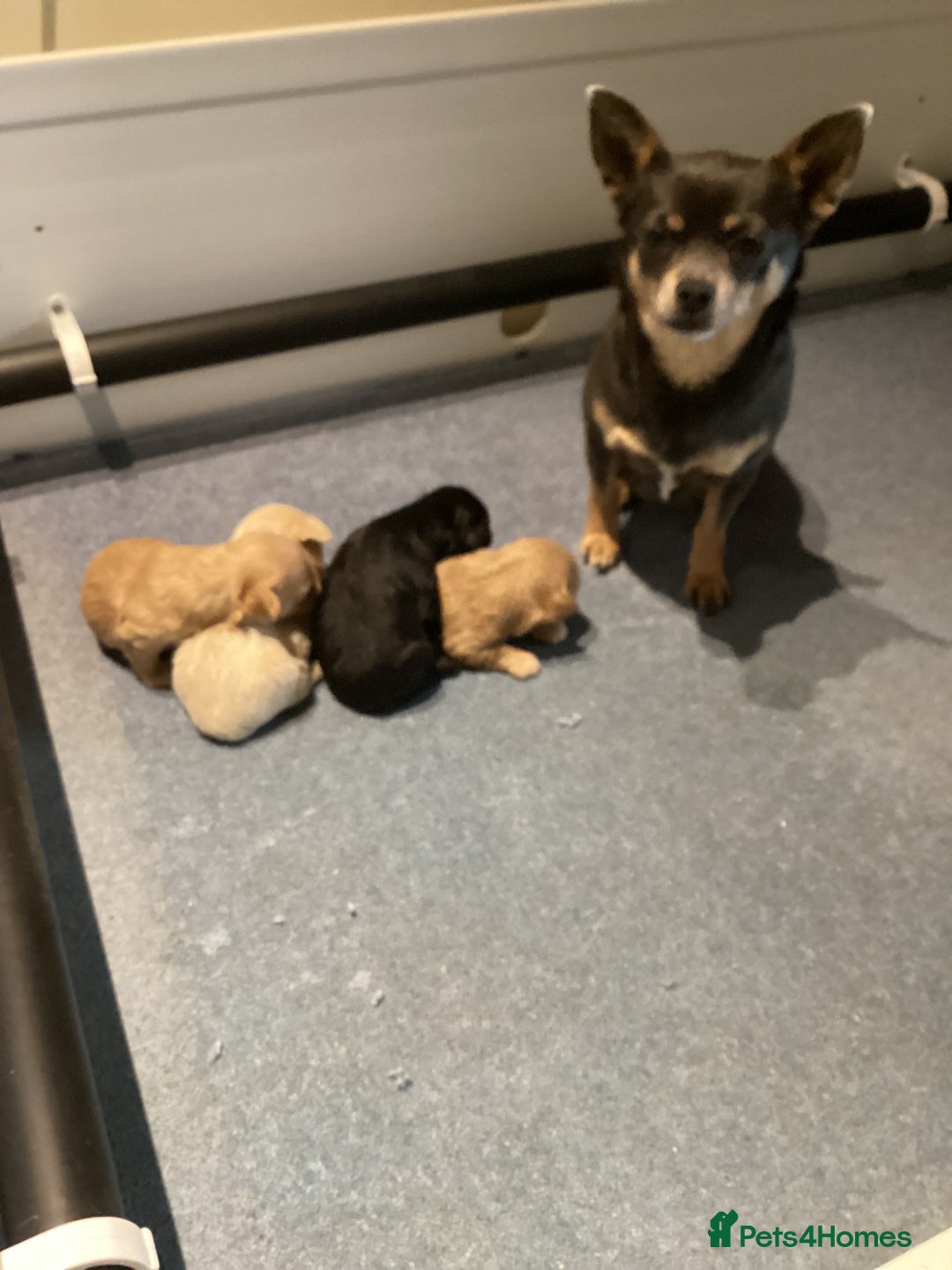 Chipoo dogs for sale: Chipoo - Advert 9