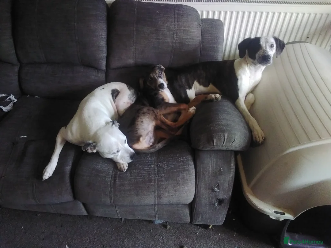 Mixed Breed dogs for sale: Female bullying greyhound  in Leicester - Advert 7