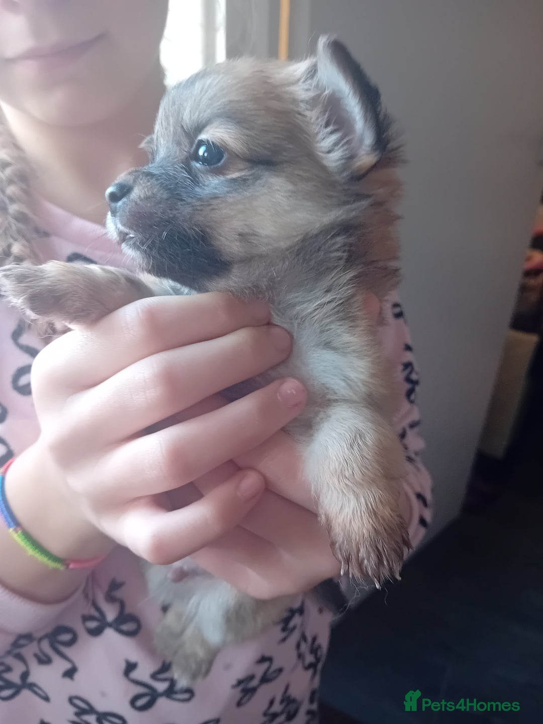 Mixed Breed dogs for sale: Lovely 3/4 chihuahua 1//4 poodle pups available  - Advert 2